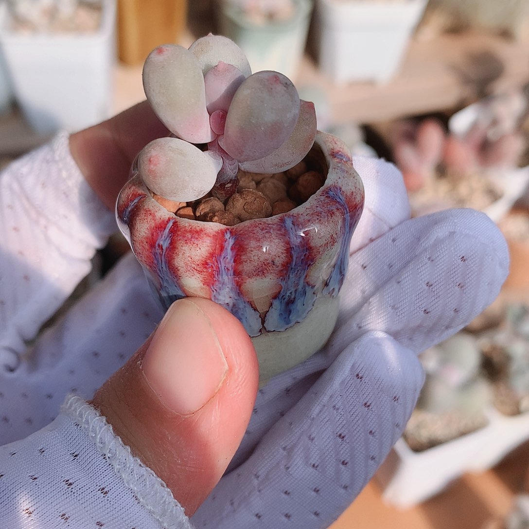 彩虹奶酪一物一拍