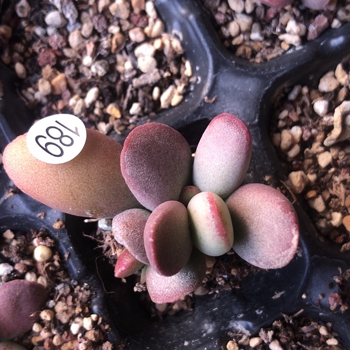 仙桃水泡多肉植物189母叶一般