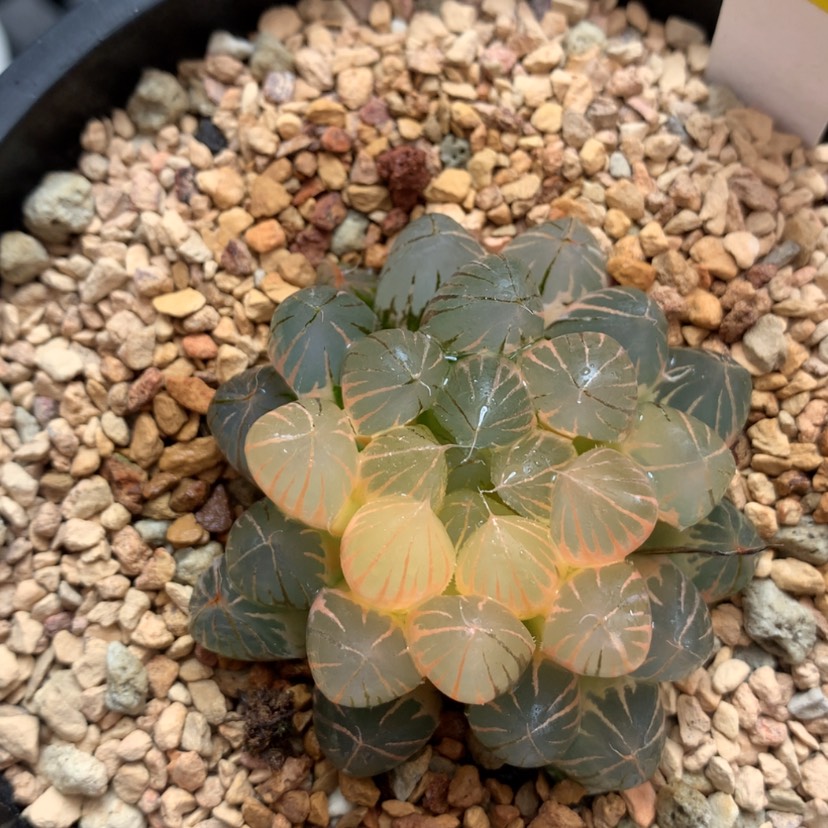 【闪购商品】588霓虹灯