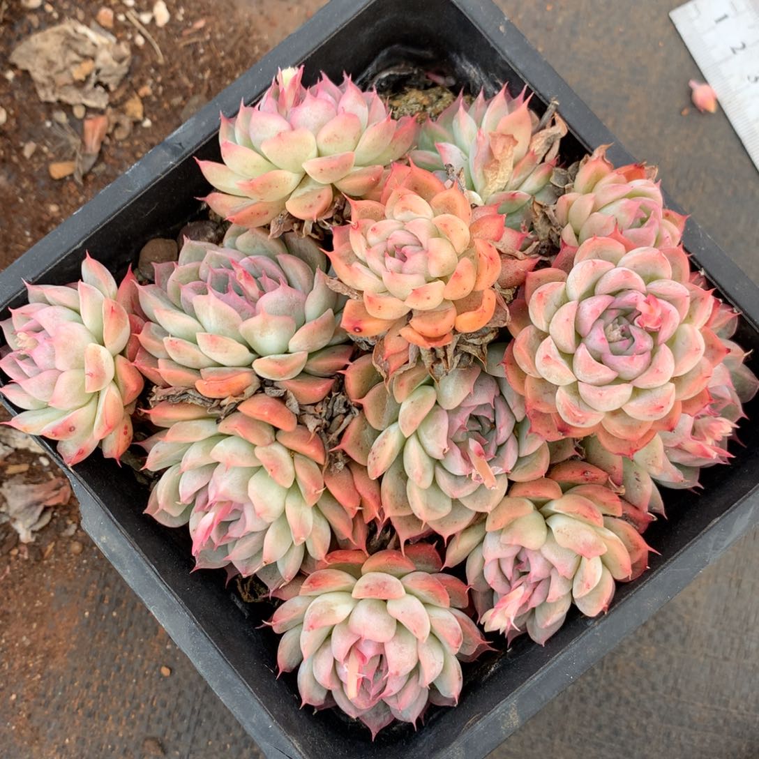 4641杂交精品基地14厘米