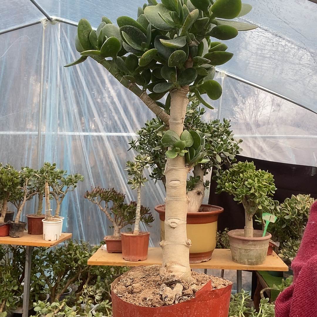 当前无花栽培后可以开花