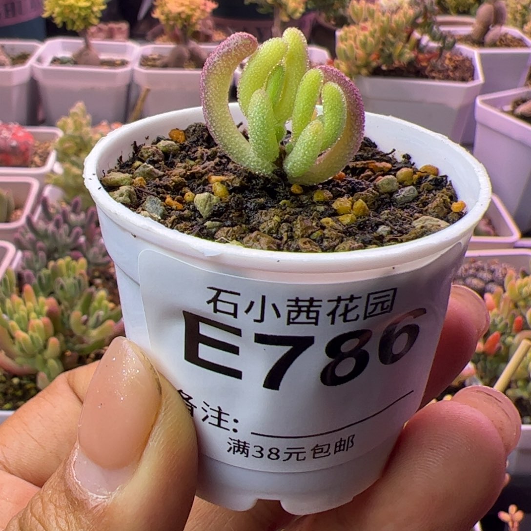 786元旦快乐多肉植物枝干钻石黄锦