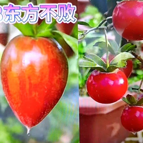 无花朵218加柿右卫门扦插