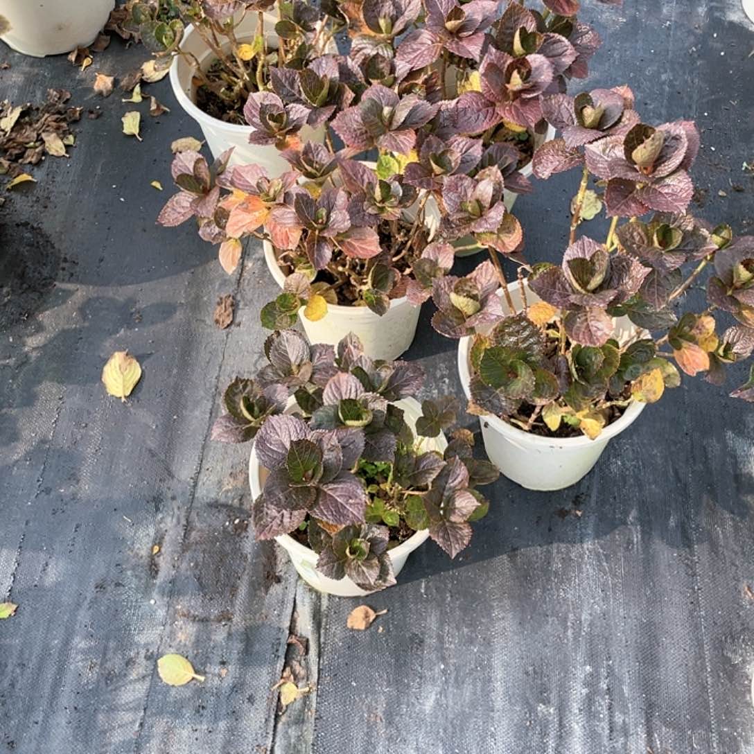 全部花苞凛的母本2加仑
