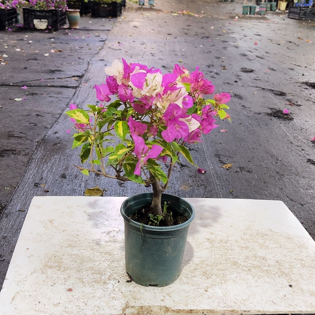 大部分花苞少量开放金心双色掌中宝一颗