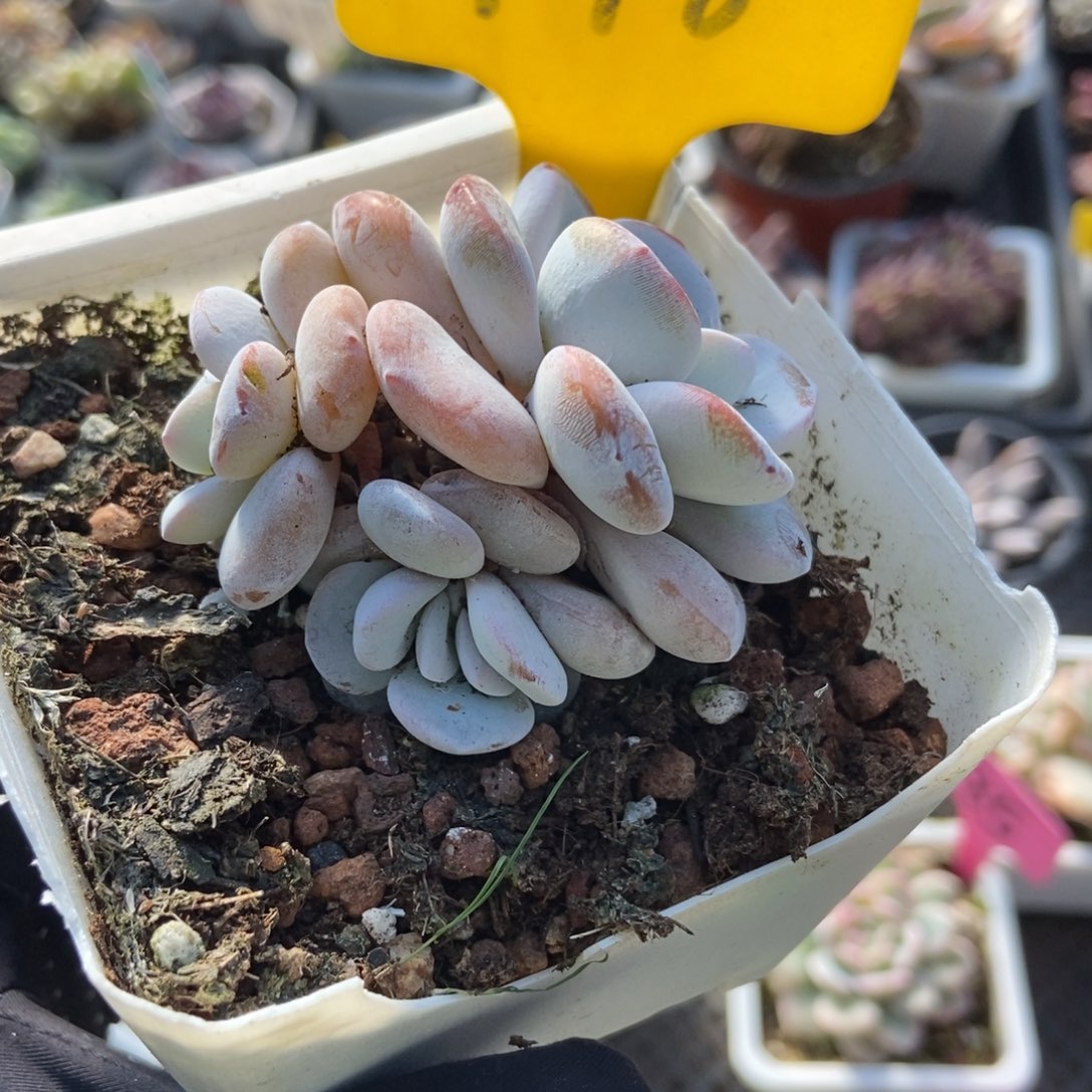 798雪莲多肉植物多肉