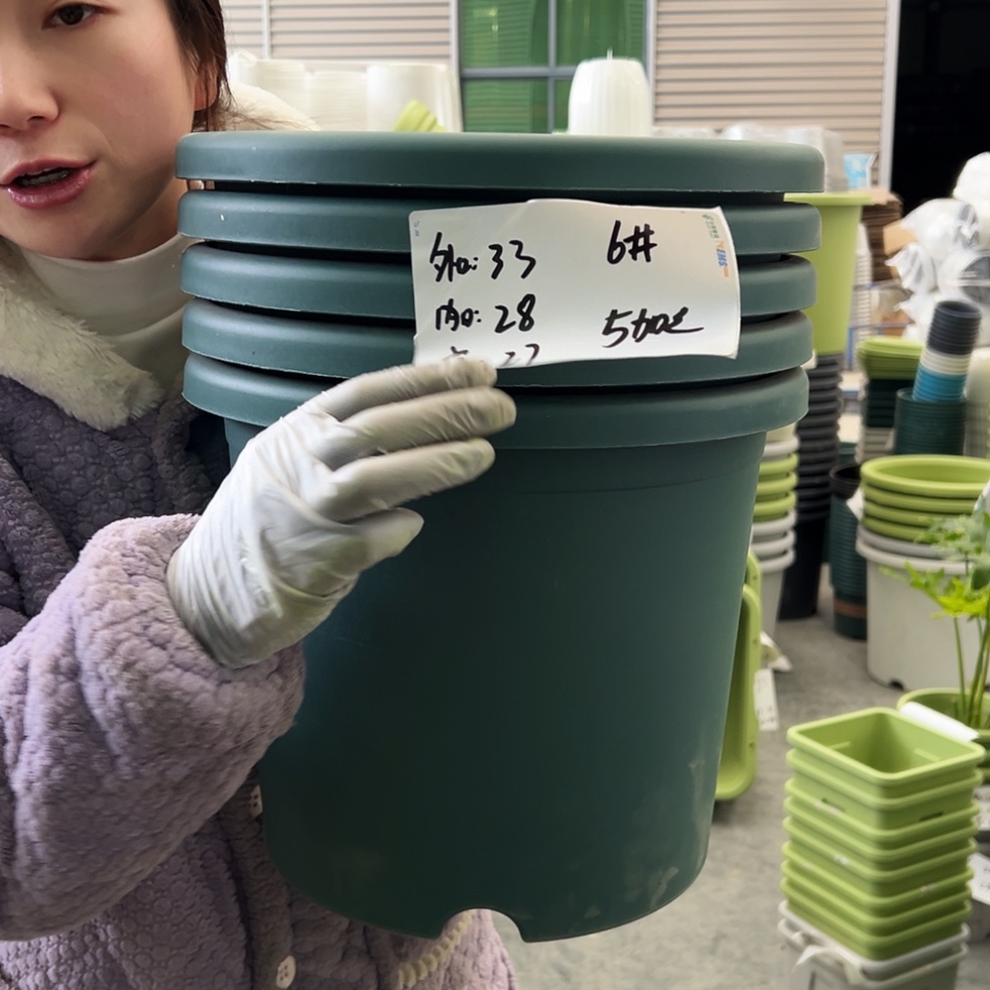 四季盆6#墨绿5个无托