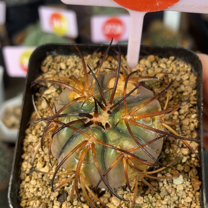 实生狂刺天平有疤5020