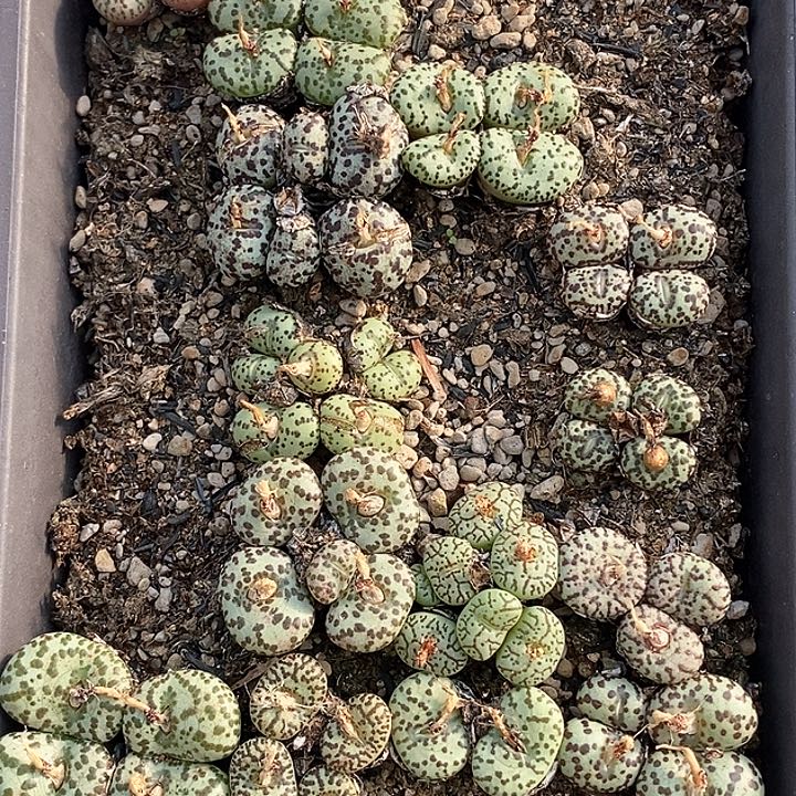 桃喜花园0203-11安贞福利