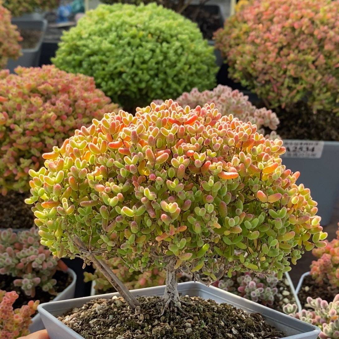 蜜橘糖球4159枝干番杏