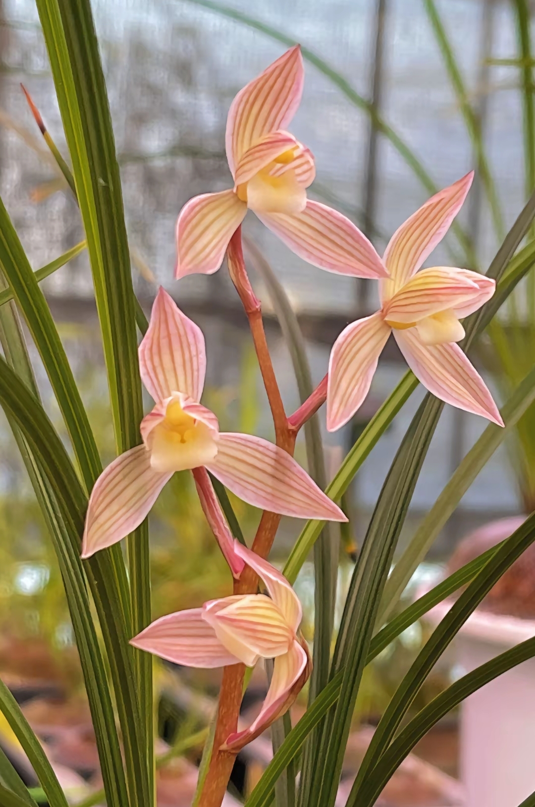 云南精品兰花满200包邮