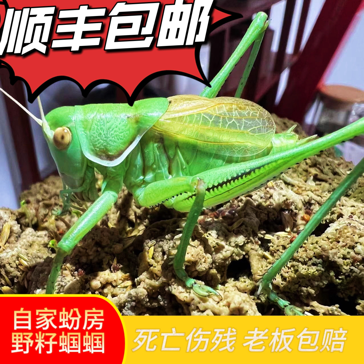 新脱山青蝈蝈活虫宠物铁皮蝈蝈顺丰包邮