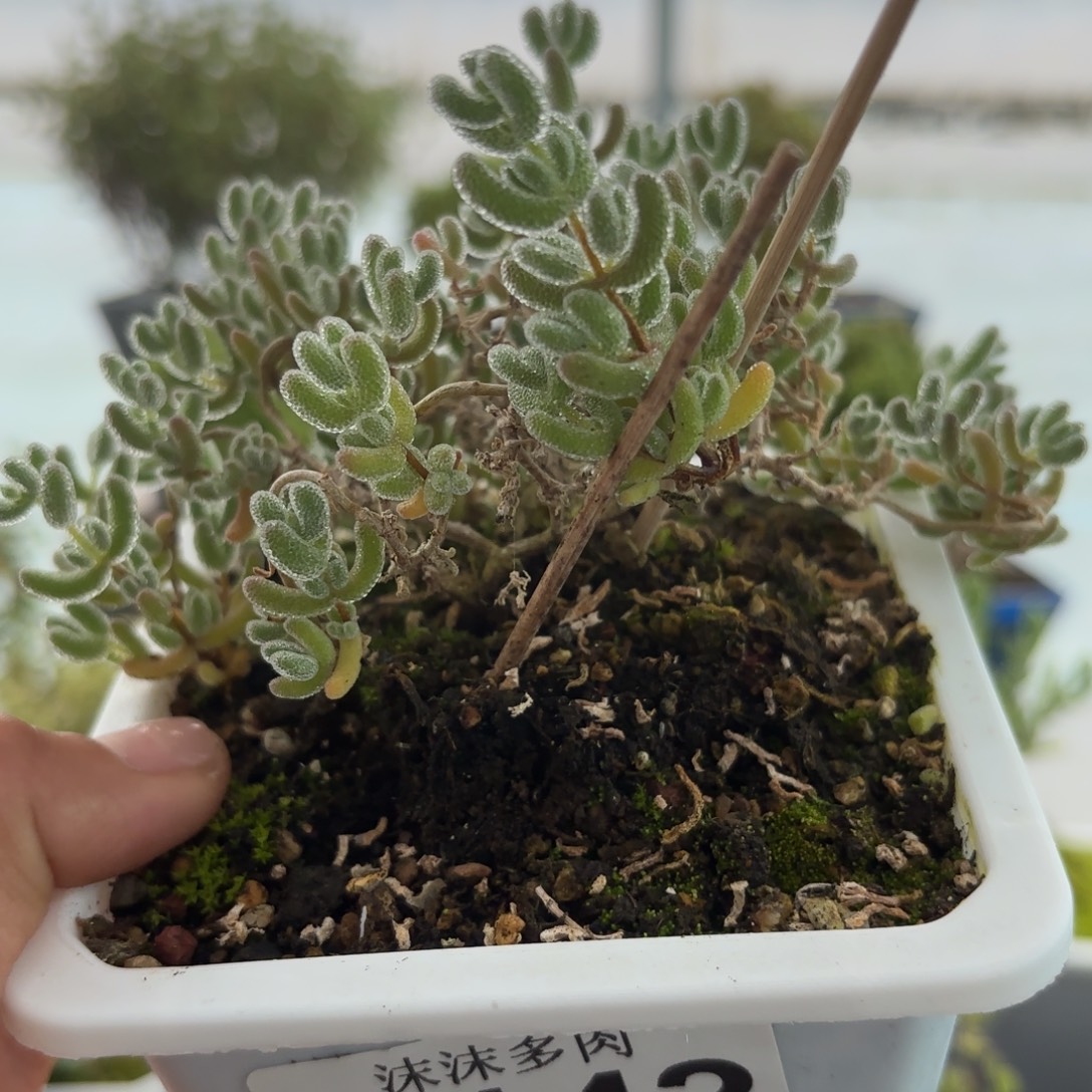 142冰晶枝干番杏福利