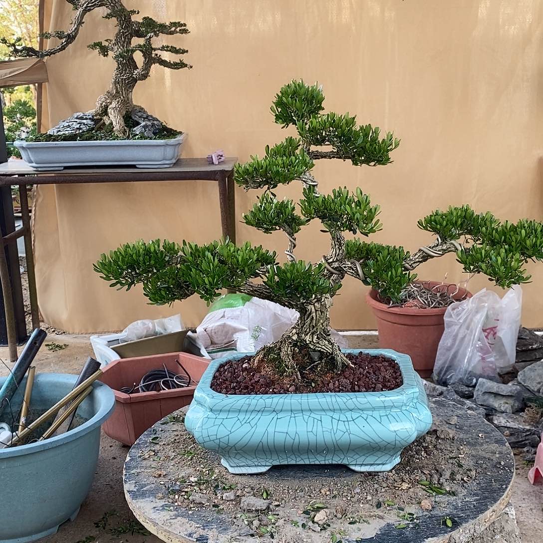 当前无花朵，栽培后可花朵