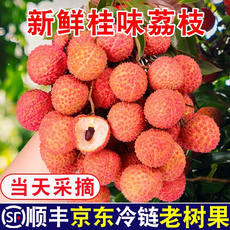 【枫歌经典专属】广东茂名高州桂味老树荔枝|鲜货采摘直发●京东冷链