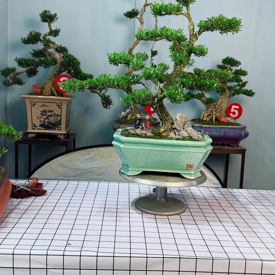 磐*广东皱皮雀舌黄杨