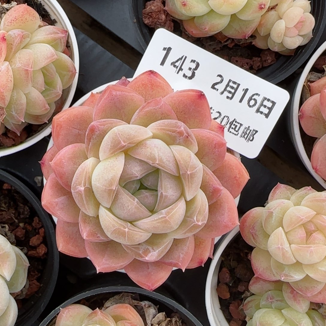 花语逸境0216-143