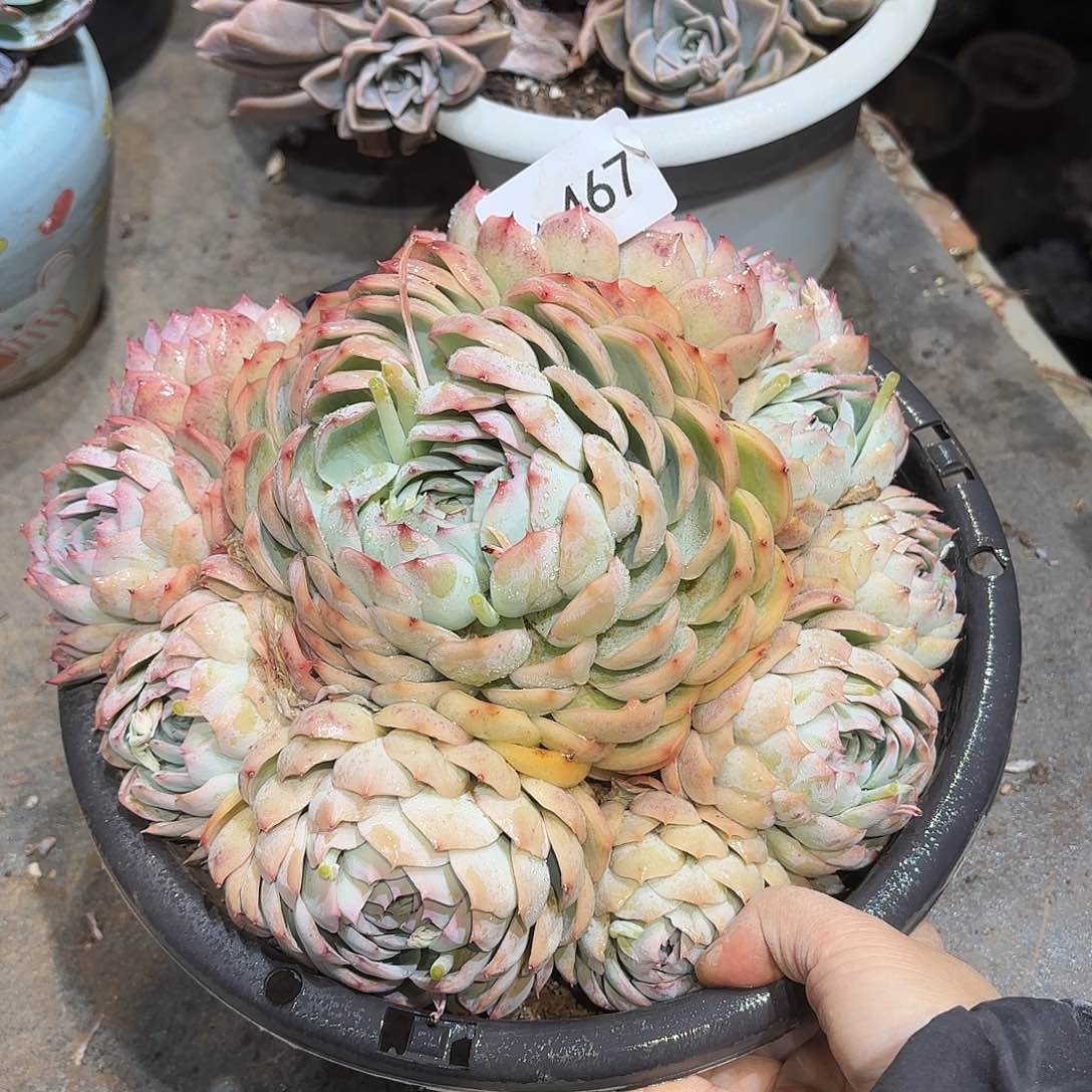 同温层多肉侧影467