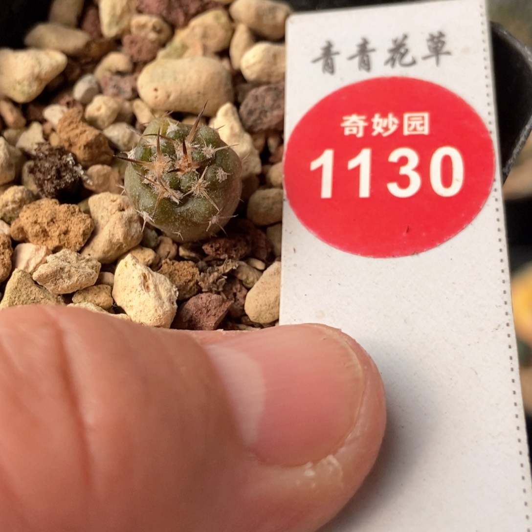 实生逆豹丸一颗1.1cm