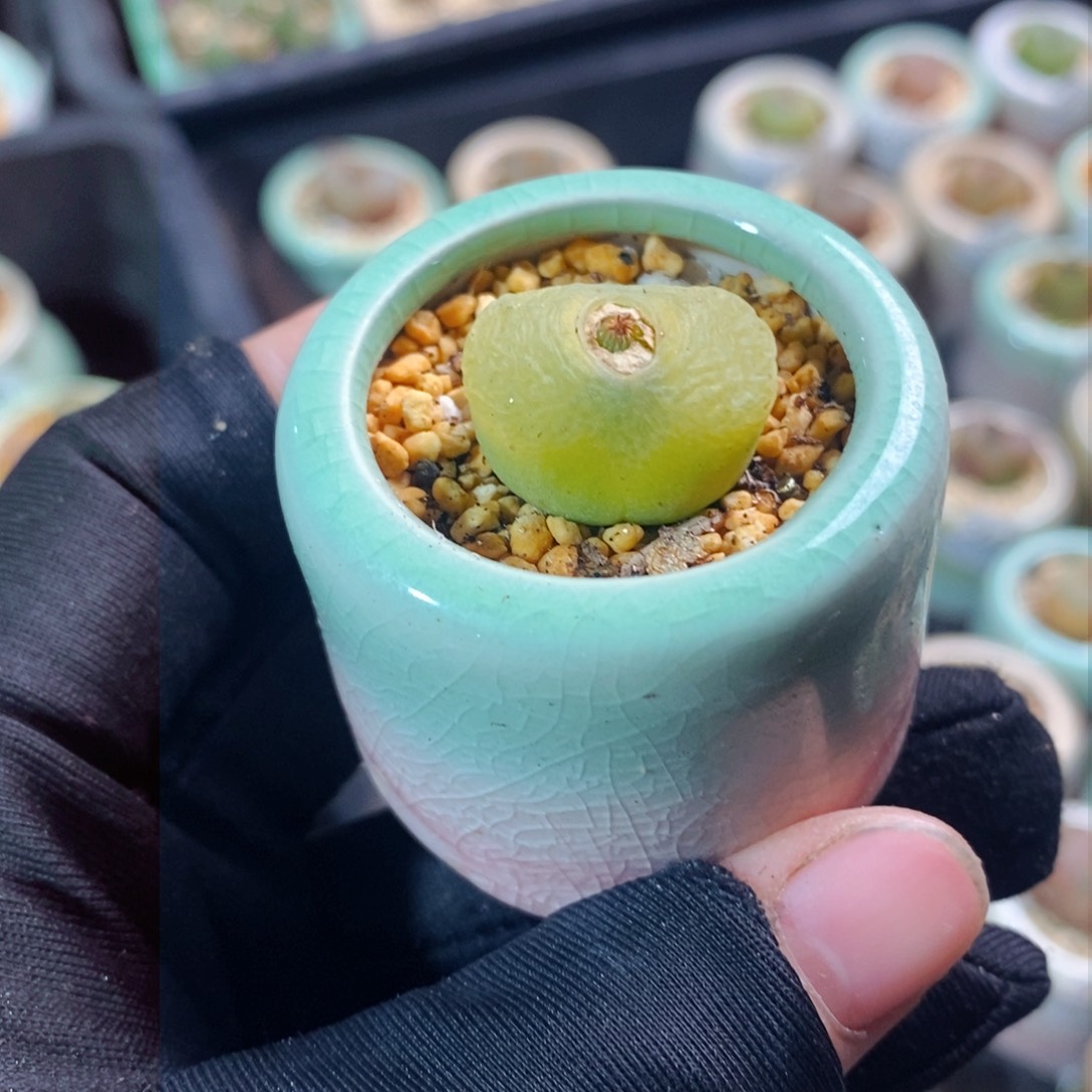 2769-一物一拍带盆