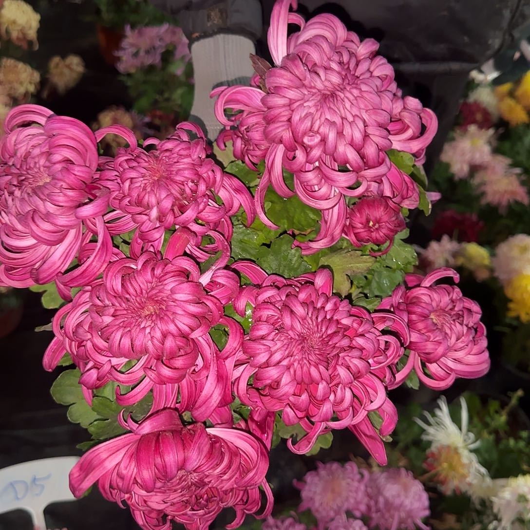 无花朵D99999999999