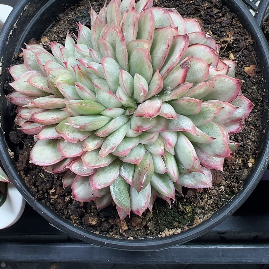 麦秆锦缀多肉植物