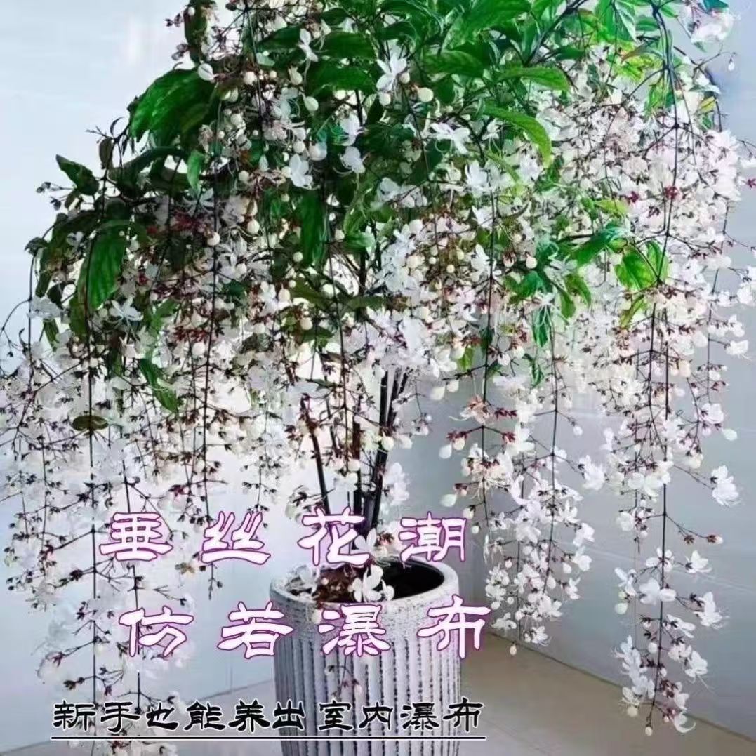 垂丝茉莉茉莉花四季开花垂吊室内植物阳台盆栽耐新手易养垂丝茉莉