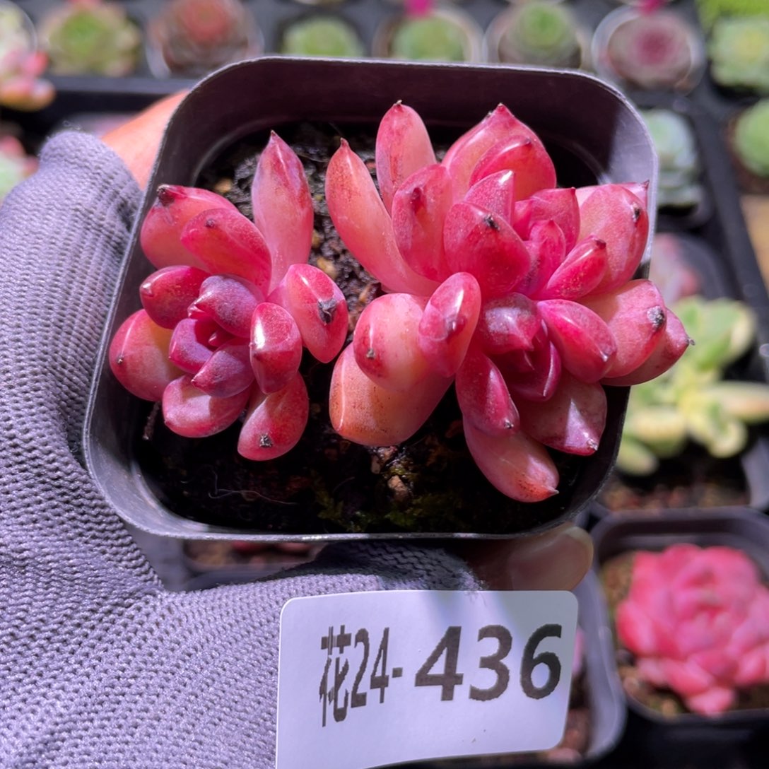 花利美24-436黑玫瑰女王