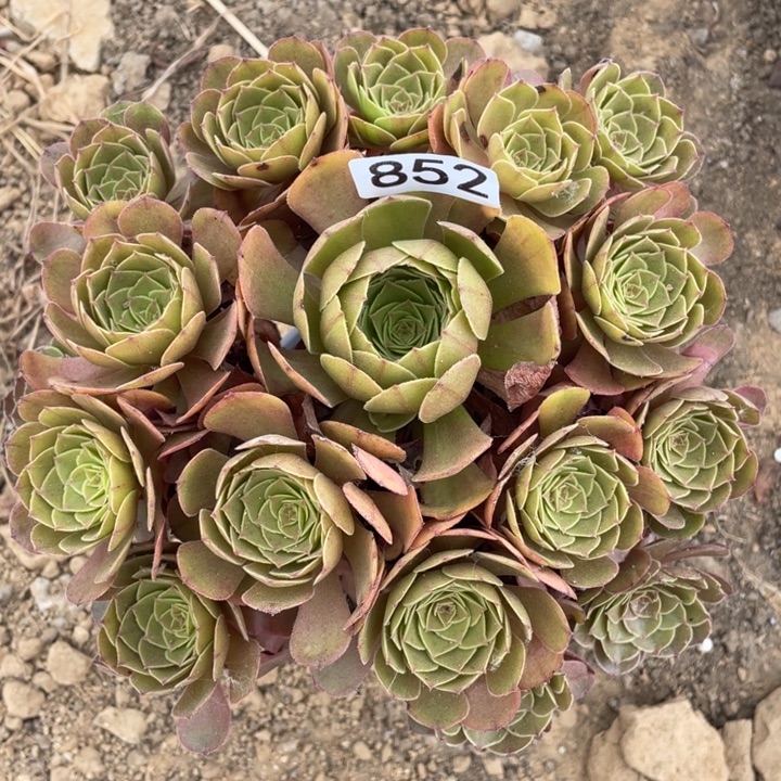 无花朵852多肉植物黑膜