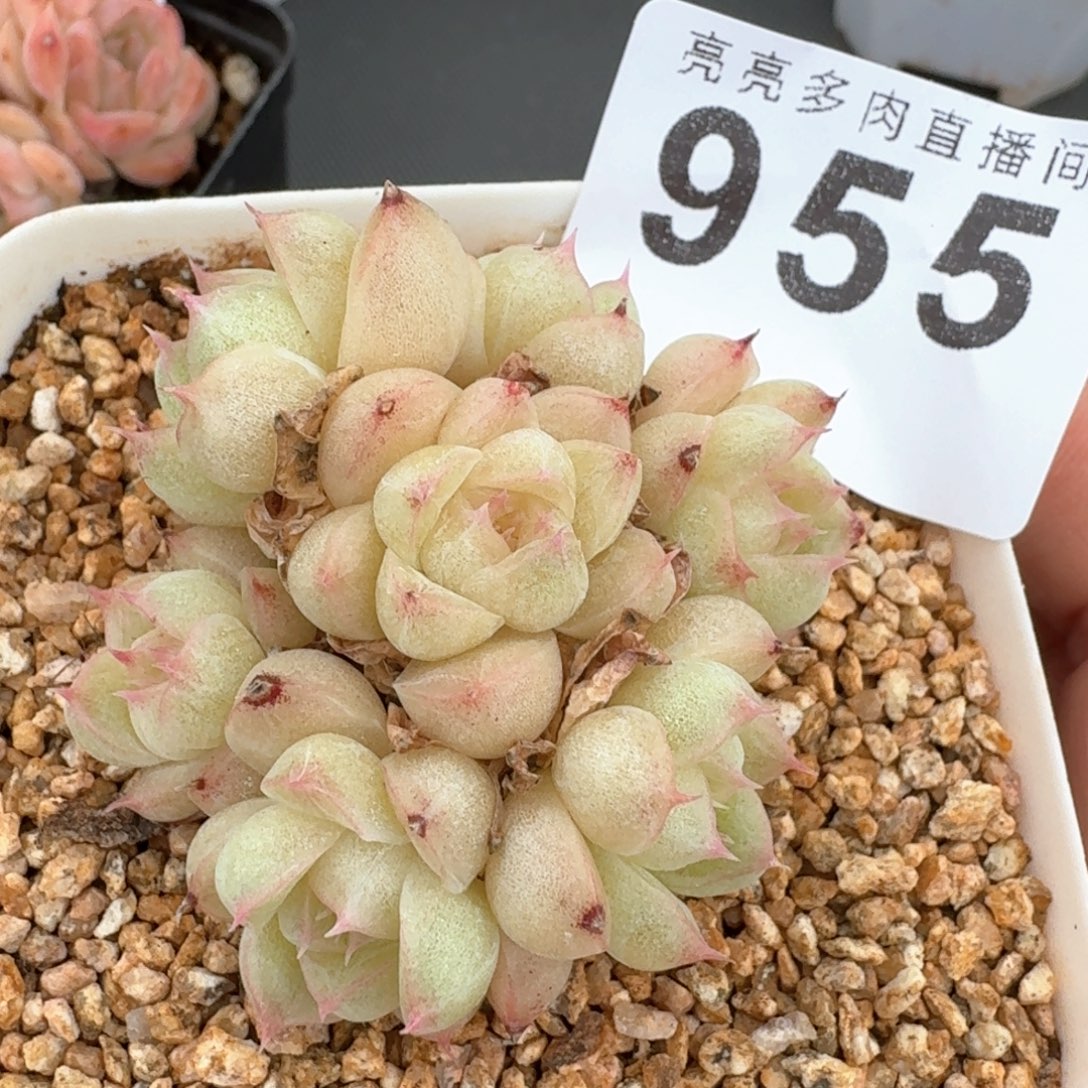 群生            多肉植物