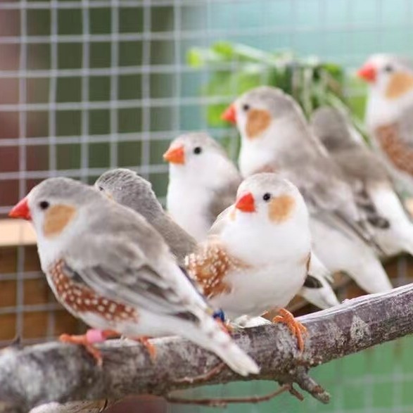 草满心特色珍珠鸟企鹅珍珠鸟伊莎贝尔专拍链接一物一拍宠粉链接