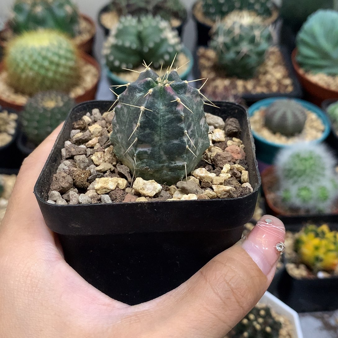 当前无花栽培后可以开花宇宙殿锦自根