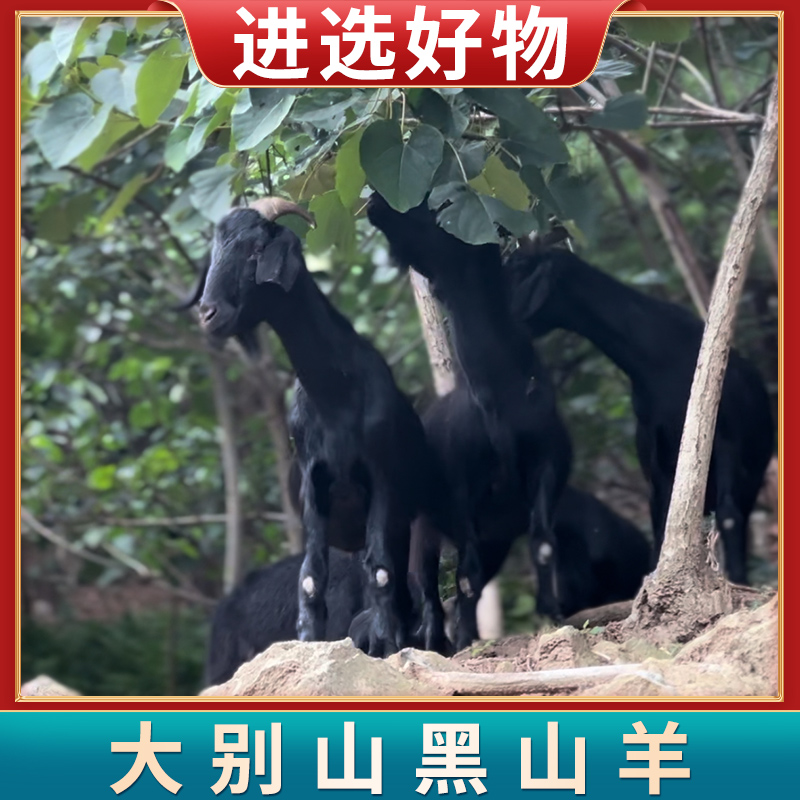 【进选好物】大别山黑山羊  现场现称（1-50号）