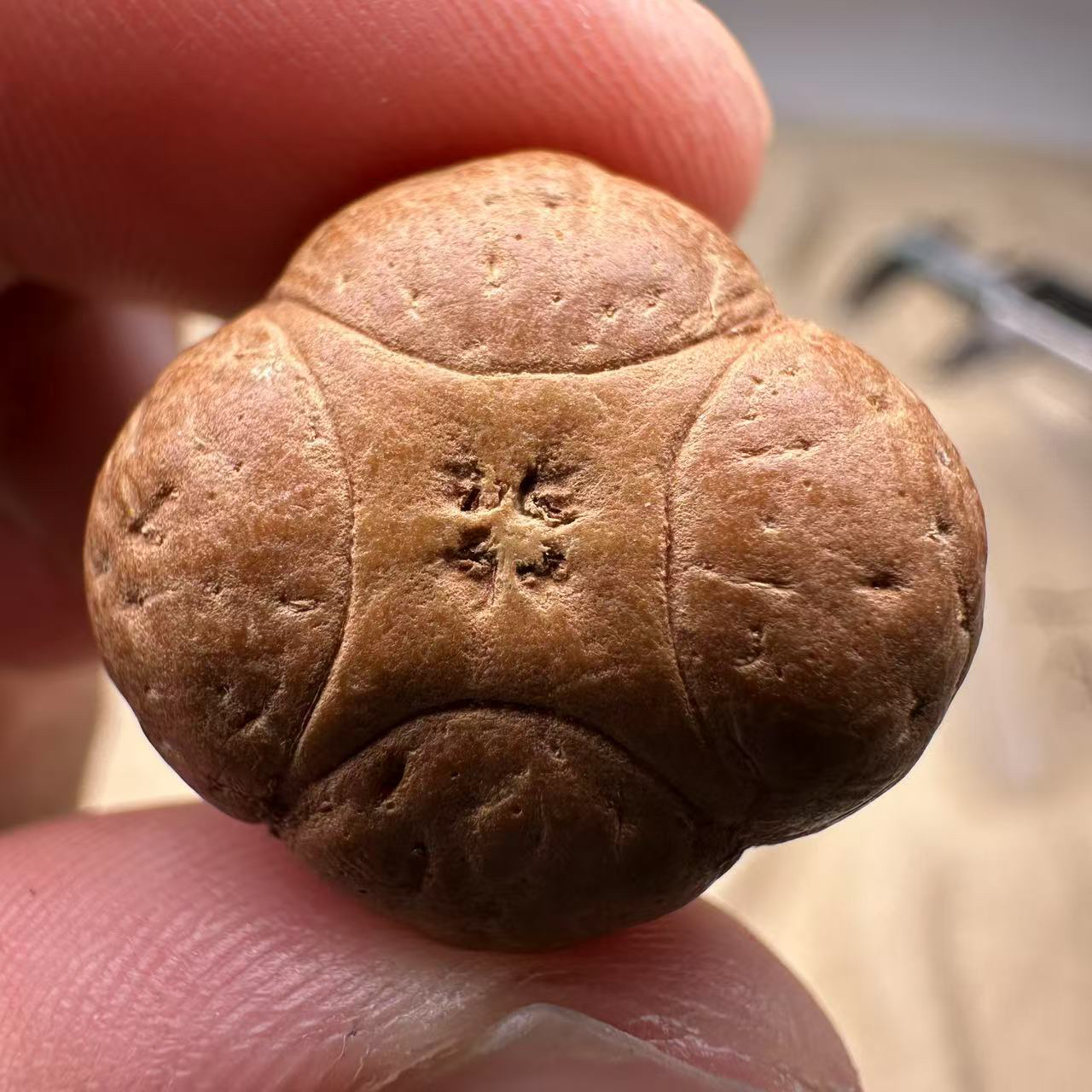 尼泊尔麒麟眼菩提，尺寸22，厚度14，梅花系列