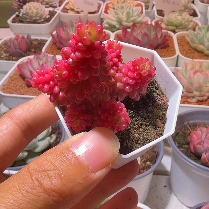 红色浆果锦多肉植物