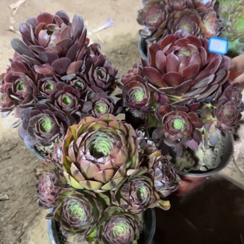 115多肉植物组合