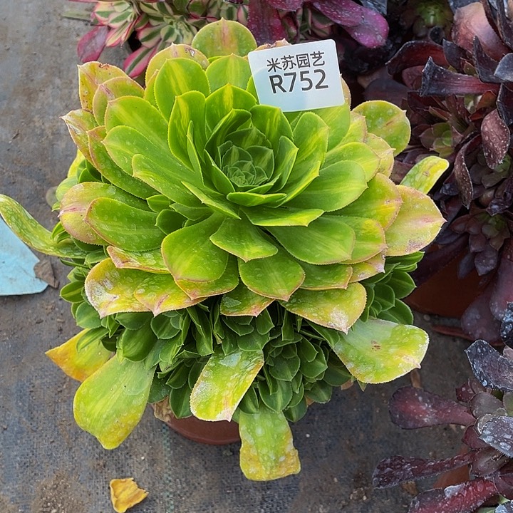 752多肉植物的营养
