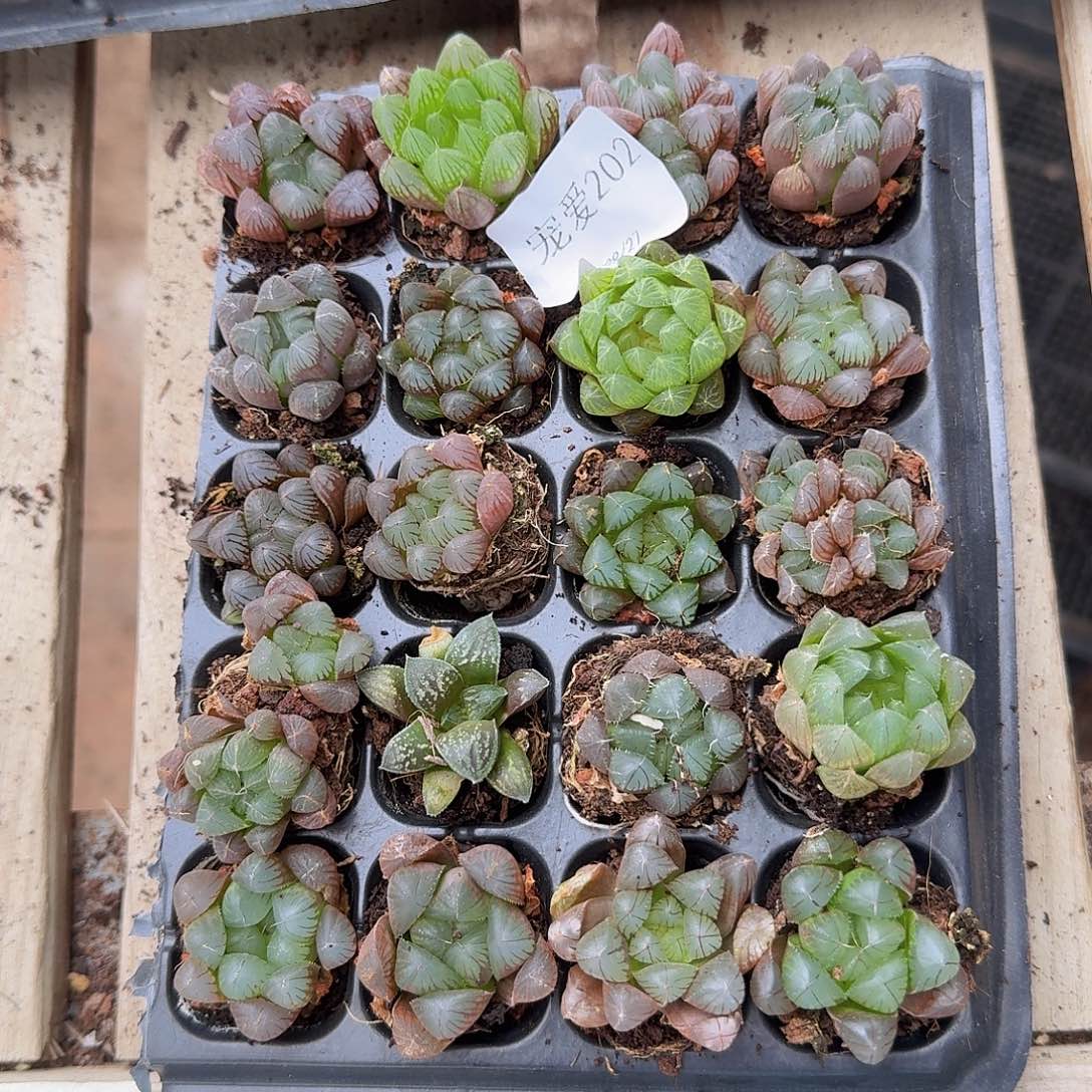 直播福利一物一拍202