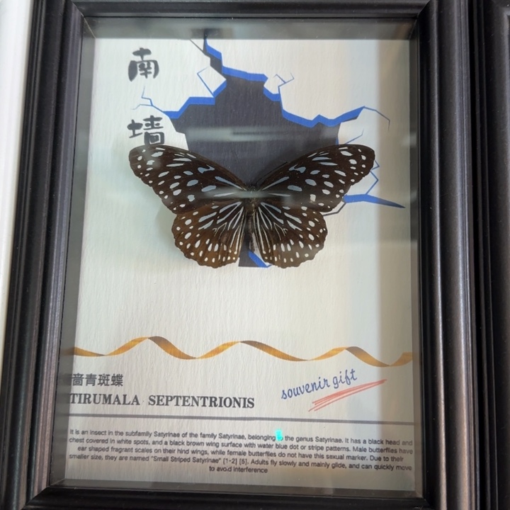 有机玻璃蝴蝶标本蝴蝶标本