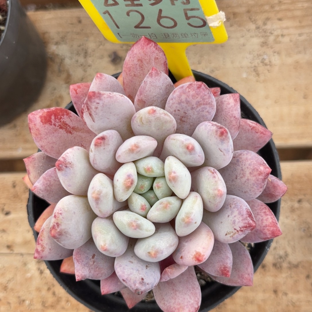 云尘多肉一物一拍1256