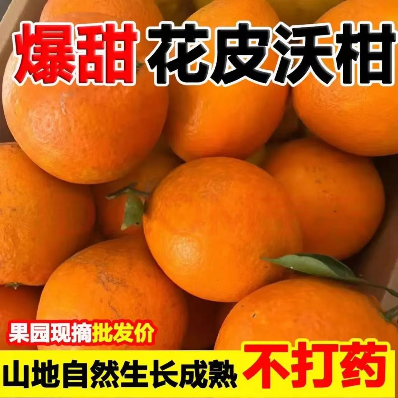 广西正宗武鸣沃柑老树头茬果新鲜采摘清甜多汁皮薄肉厚