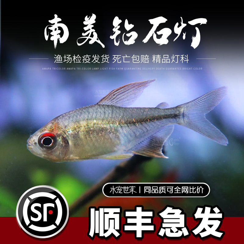 南美钻石灯鱼闪光直线脂鲤淡水热带鱼南美进口群游鳉鱼灯科鱼草缸