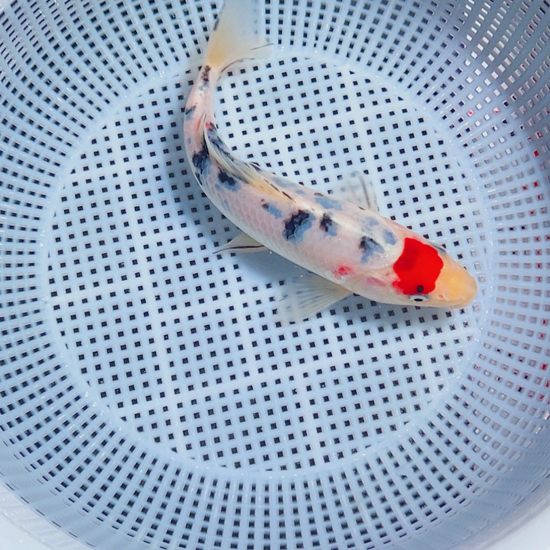 锦鲤锦鲤观赏鱼9999