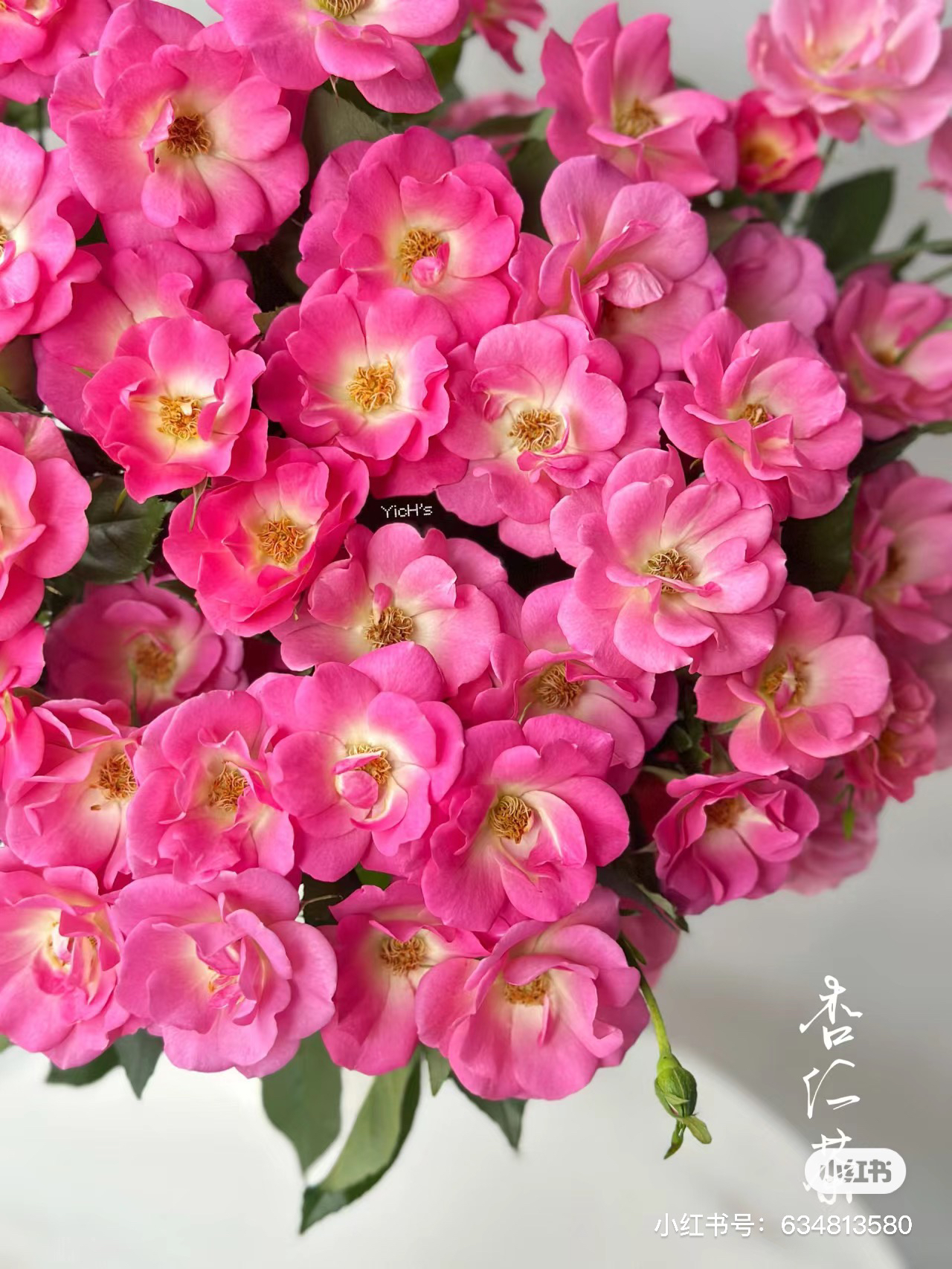 【玫瑰】杏仁茶 任拍三单顺丰空运包邮鲜切花10支家居花店插花