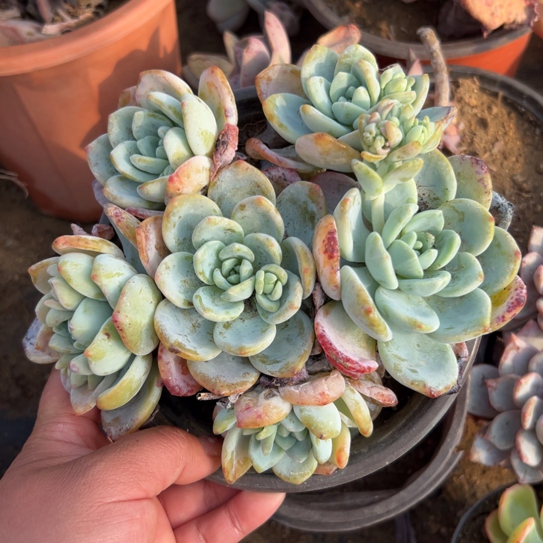 多肉植物多肉植物