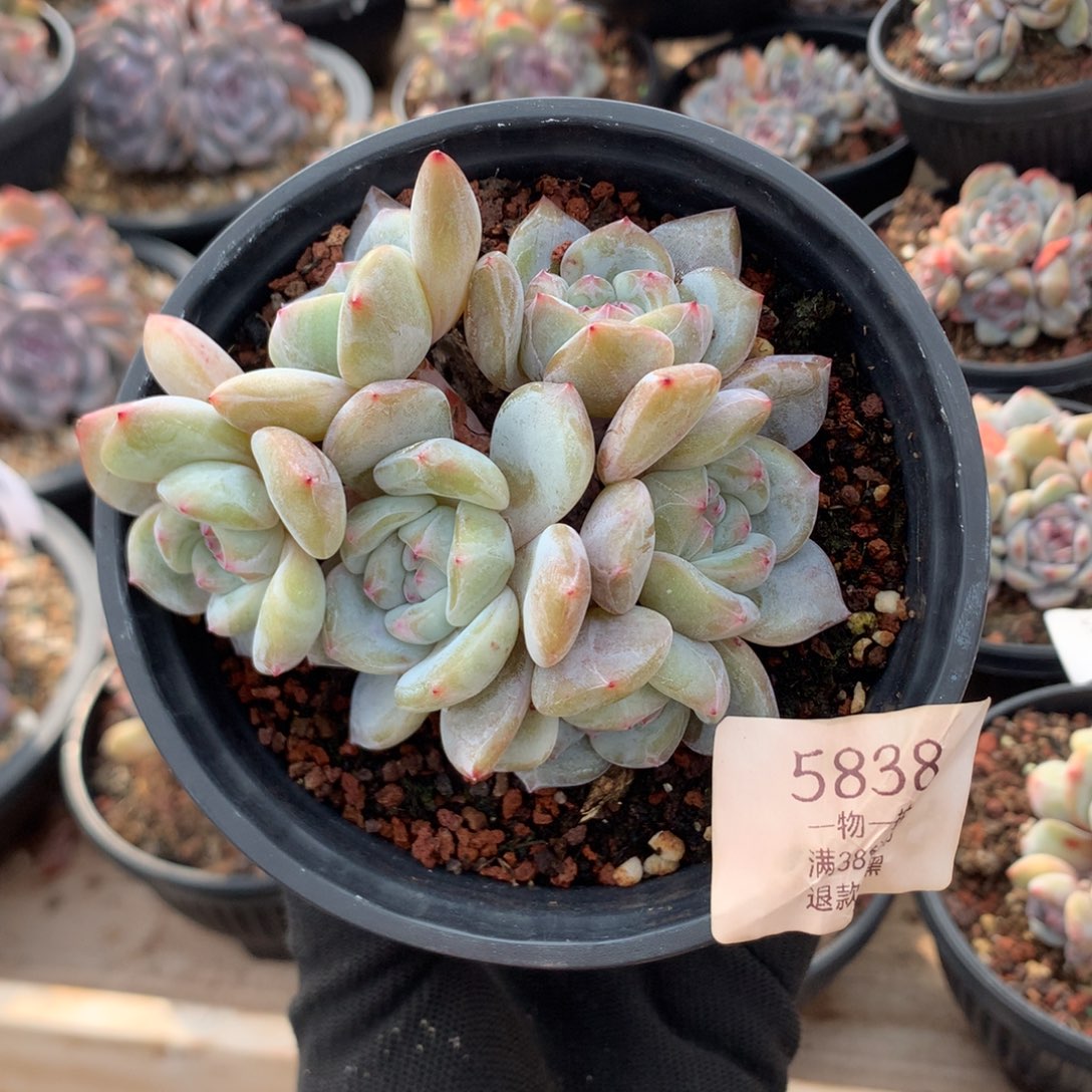 10厘米六头有砍绿油脸石榴籽 5838