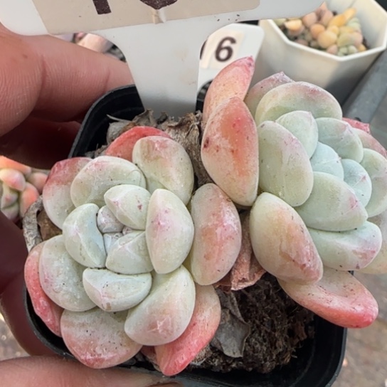 137玉蝴蝶一物一拍多肉