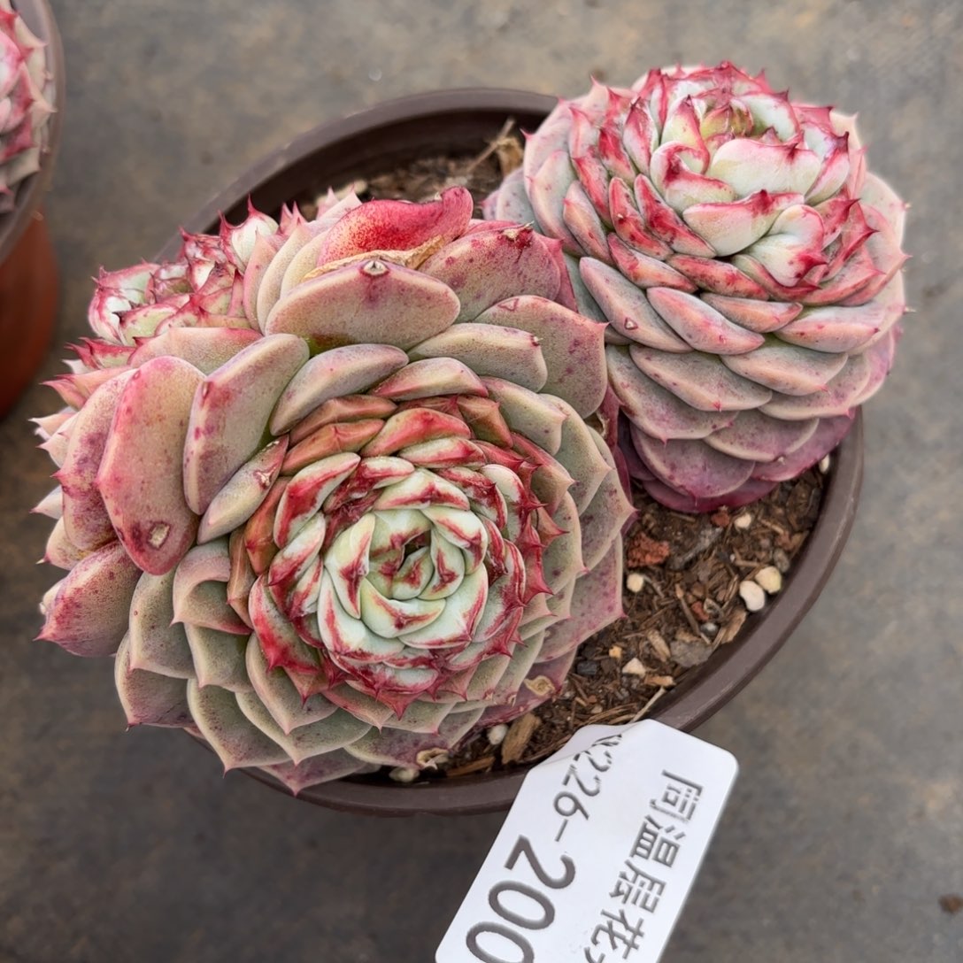 同温层多肉195天鹅绒