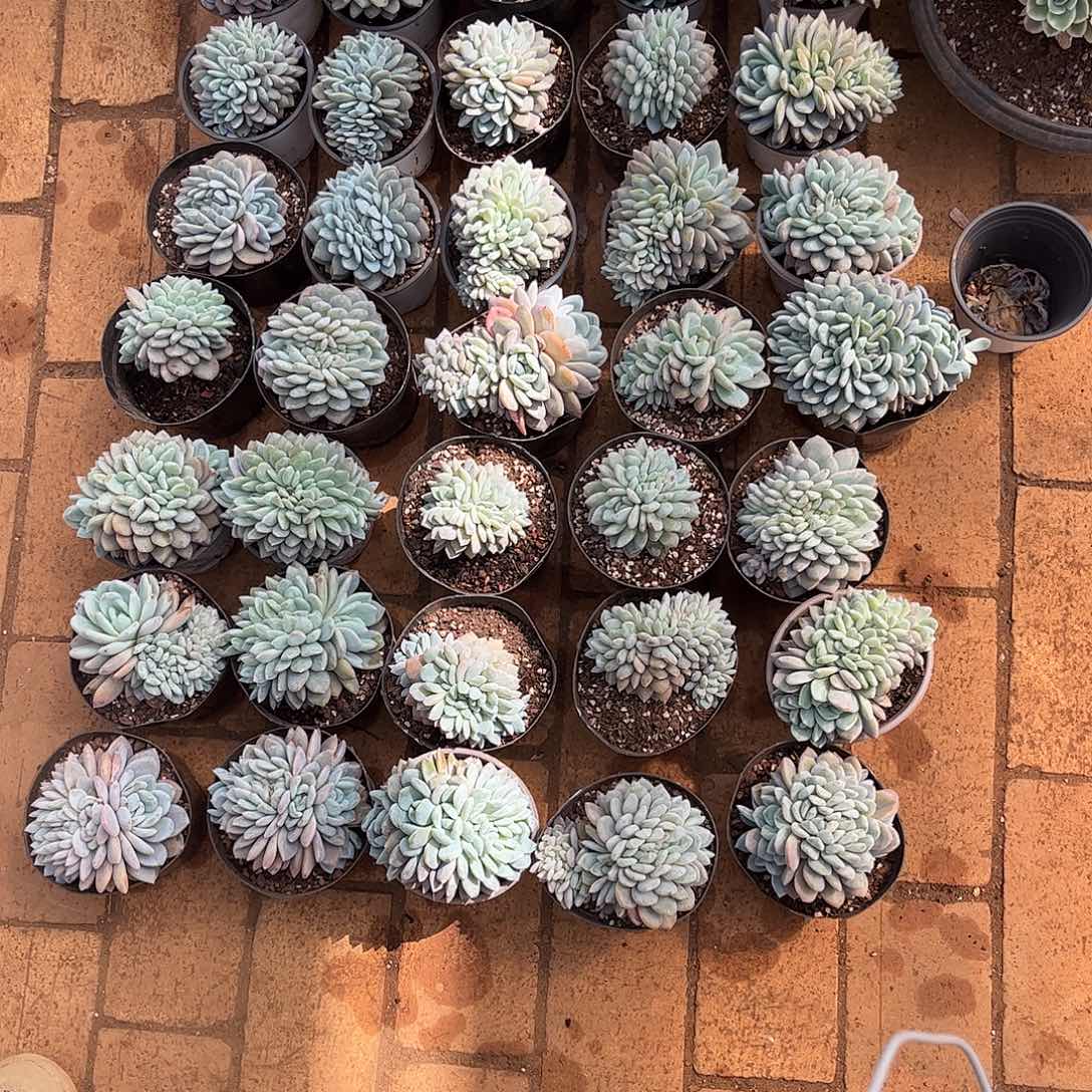 稳***人寄养链接的肉肉的