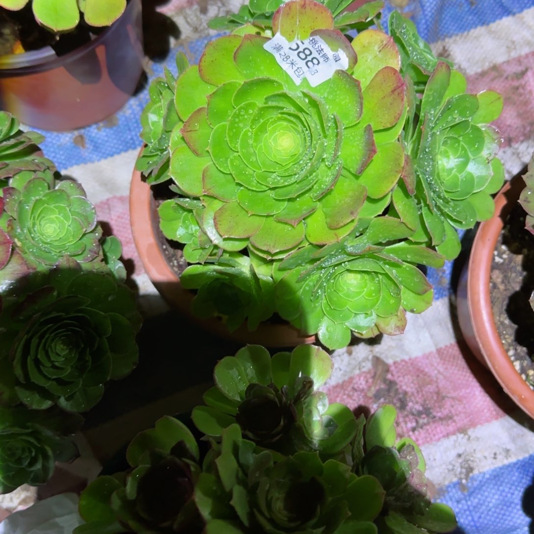 万圣夜法师多肉588